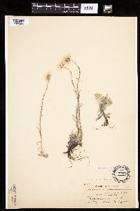 Antennaria rosea image