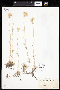 Antennaria rosea image