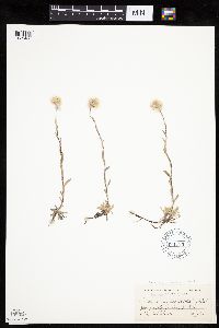 Antennaria rosea image