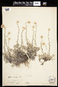 Antennaria rosea image