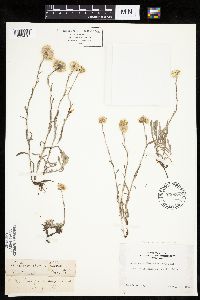 Antennaria rosea image