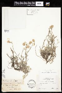 Antennaria rosea image