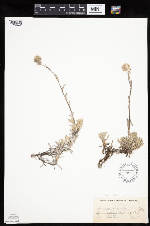 Antennaria rosea subsp. rosea image