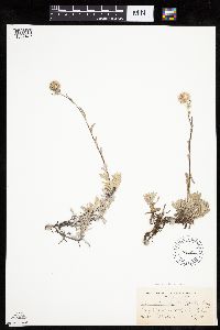 Antennaria rosea image