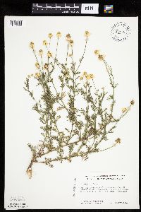 Anthemis cotula image