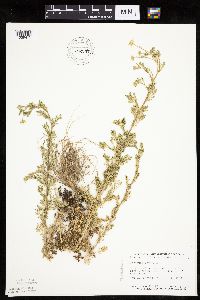 Anthemis cotula image
