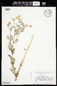 Anthemis cotula image