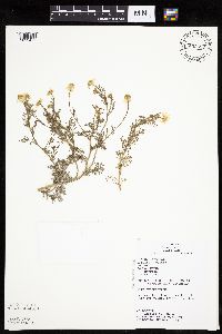Anthemis cotula image
