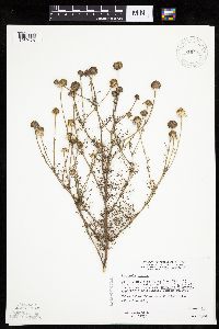 Anthemis cotula image