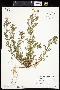 Anthemis cotula image