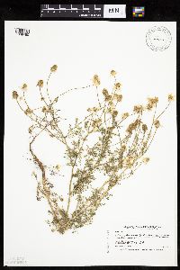 Anthemis cotula image