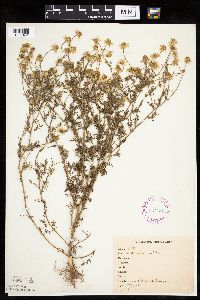 Anthemis cotula image