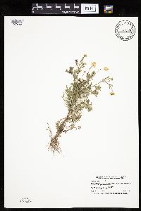 Anthemis cotula image