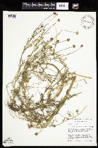 Anthemis cotula image