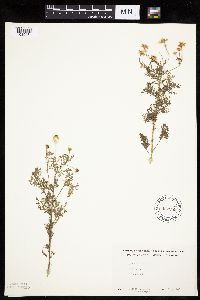 Anthemis cotula image
