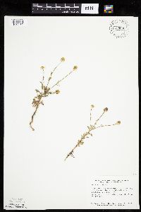 Anthemis cotula image