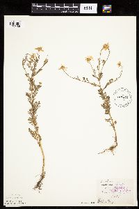 Anthemis cotula image