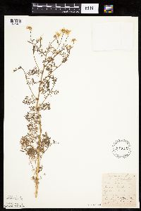 Anthemis cotula image