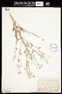 Anthemis cotula image