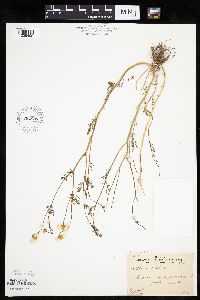 Anthemis cotula image