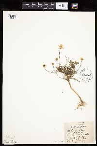 Anthemis cotula image