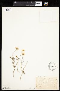 Anthemis cotula image