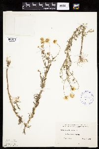 Anthemis cotula image