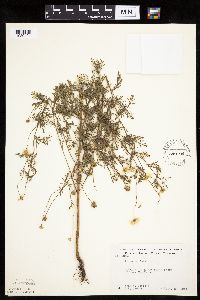 Anthemis cotula image