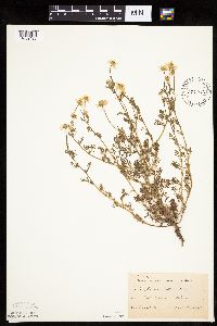 Anthemis cotula image