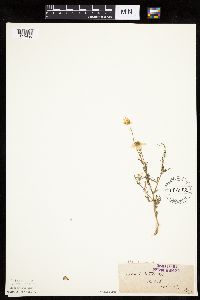 Anthemis cotula image
