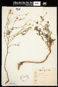 Anthemis cotula image