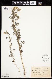 Anthemis cotula image