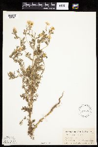 Anthemis cotula image