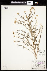 Anthemis cotula image