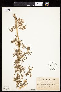 Anthemis cotula image