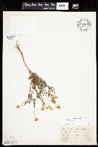 Anthemis cotula image