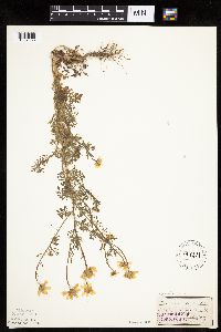 Anthemis cotula image