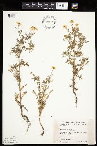Anthemis cotula image