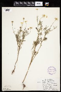 Anthemis cotula image