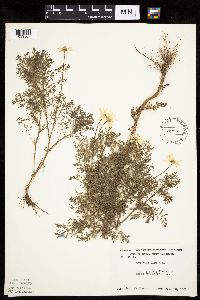 Anthemis cotula image