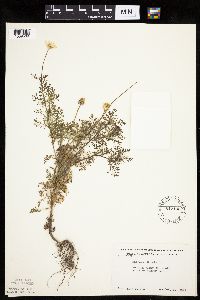 Anthemis cotula image