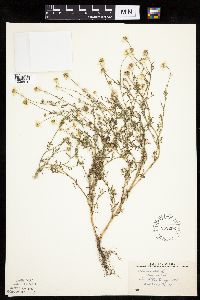 Anthemis cotula image
