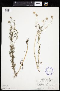 Anthemis cotula image