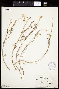 Anthemis cotula image