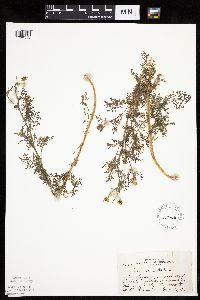 Anthemis cotula image