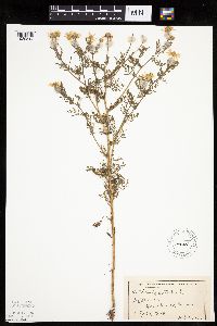 Anthemis cotula image