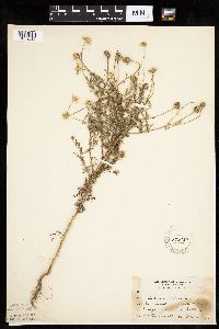 Anthemis cotula image
