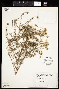 Anthemis cotula image