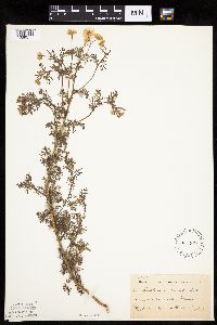 Anthemis cotula image