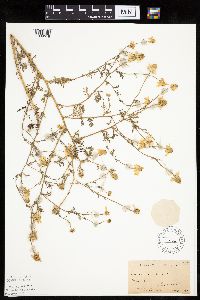 Anthemis cotula image